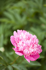 Image showing Pink Peony