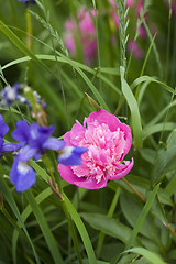 Image showing Pink Peony