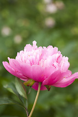 Image showing Pink Peony