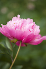 Image showing Pink Peony