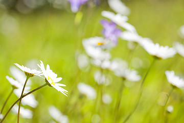 Image showing Daisies