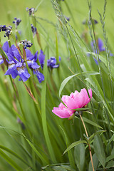 Image showing Pink Peony