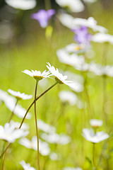 Image showing Daisies