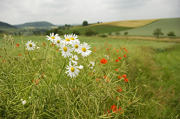 Image showing Scentless Mayweed 01