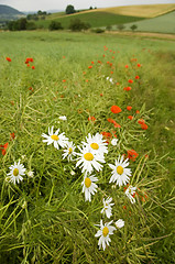 Image showing Scentless Mayweed 02