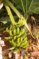 Image showing Banana Plantation