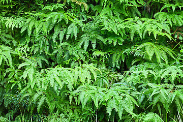 Image showing Fern leaves background