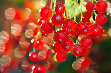 Image showing illuminated by sunlight redcurrant berries 