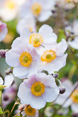 Image showing lit by sunlight flowers in the garden