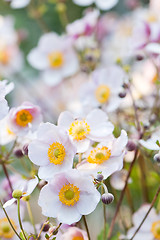 Image showing lit by sunlight flowers in the garden