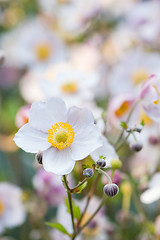 Image showing lit by sunlight flowers in the garden