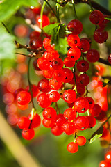 Image showing illuminated by sunlight redcurrant berries 