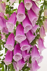 Image showing Close-up of digitalis