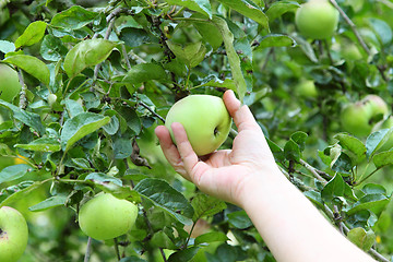 Image showing Picking an apple