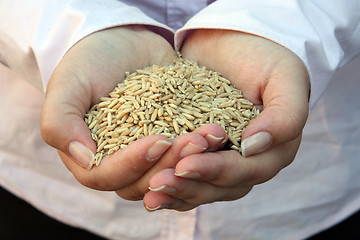 Image showing Wheat in woman's hand