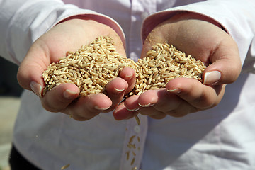 Image showing Wheat in woman's hand