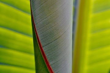 Image showing Wild Banana Leaf