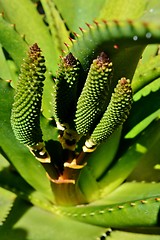 Image showing Aloe vera flower buds