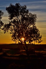 Image showing Blue gum tree