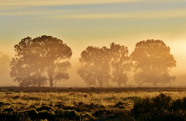 Image showing Blue gum trees