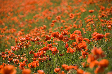 Image showing Sea of poppies