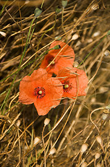 Image showing Poppies