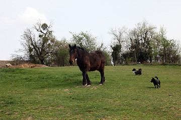 Image showing Horse Grazing on Farmland