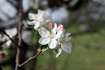 Image showing Close up of fruit flowers