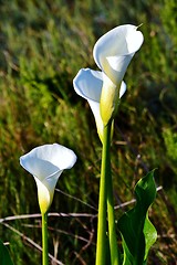 Image showing White arum lily