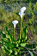 Image showing White arum lily