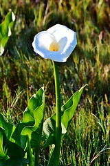 Image showing White arum lily
