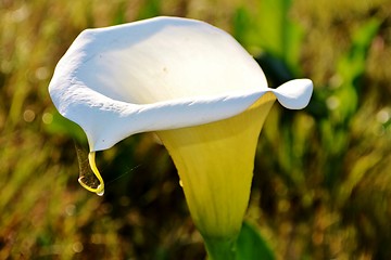 Image showing White arum lily