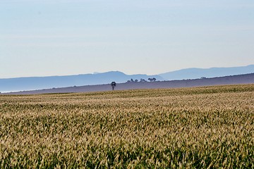 Image showing wheat field