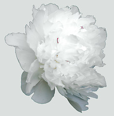 Image showing White flower