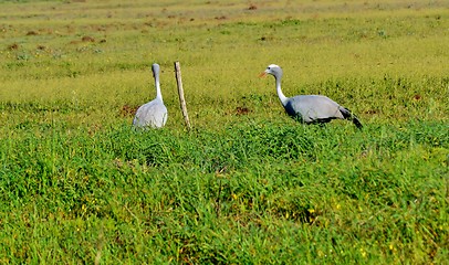 Image showing Blue Crane