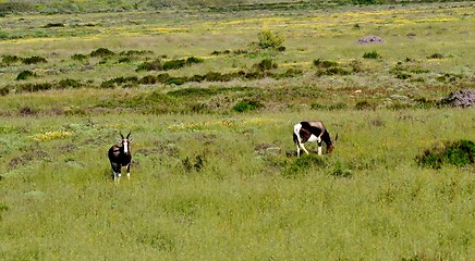 Image showing Bontebok