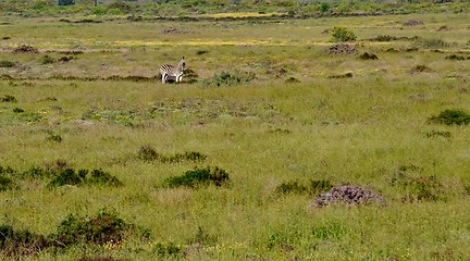 Image showing Lonely Zebra