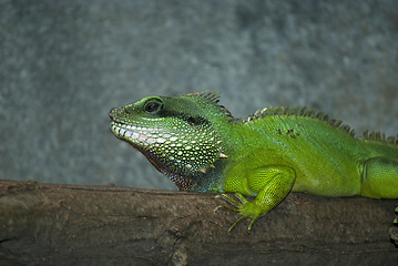 Image showing Water Dragon