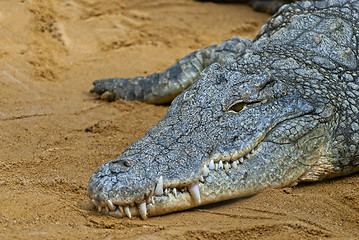 Image showing Crocodile