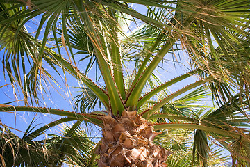 Image showing Under a Palm Tree