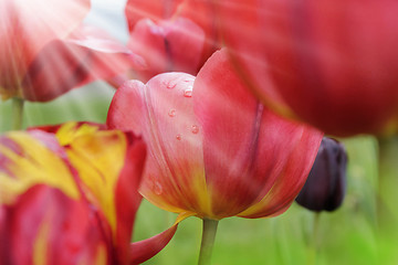 Image showing tulips with water drops