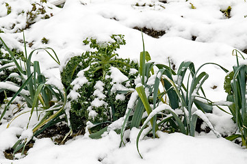 Image showing Leeks and kale in the snow