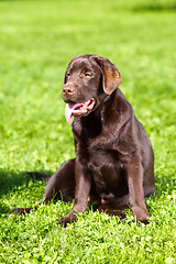 Image showing young chocolate labrador retriever sitting on green grass