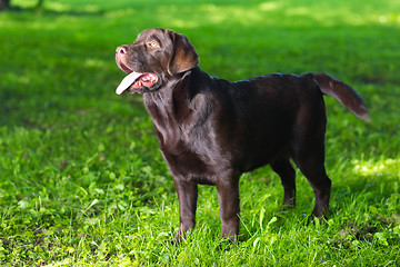 Image showing young chocolate labrador retriever standing on green grass