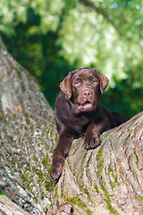 Image showing young chocolate labrador retriever sitting on a tree in park