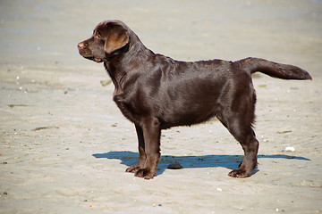 Image showing young chocolate labrador retriever standing on sand of sea coast