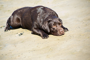 Image showing young chocolate labrador retriever lying on sand of sea coast