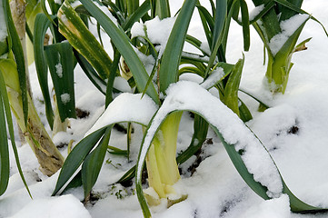 Image showing Snowy leeks