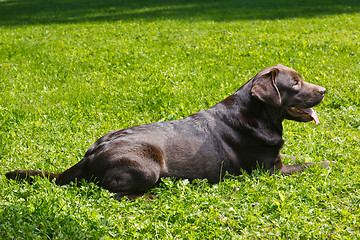 Image showing young chocolate labrador retriever lying on green grass
