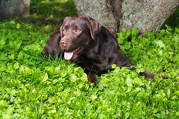 Image showing young chocolate labrador retriever lying on green grass